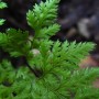 California Lace Fern (Aspidotis californica): A type of rock fern related to the Maidenhair Fern.